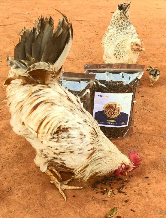 Agrilife's alternative proteins