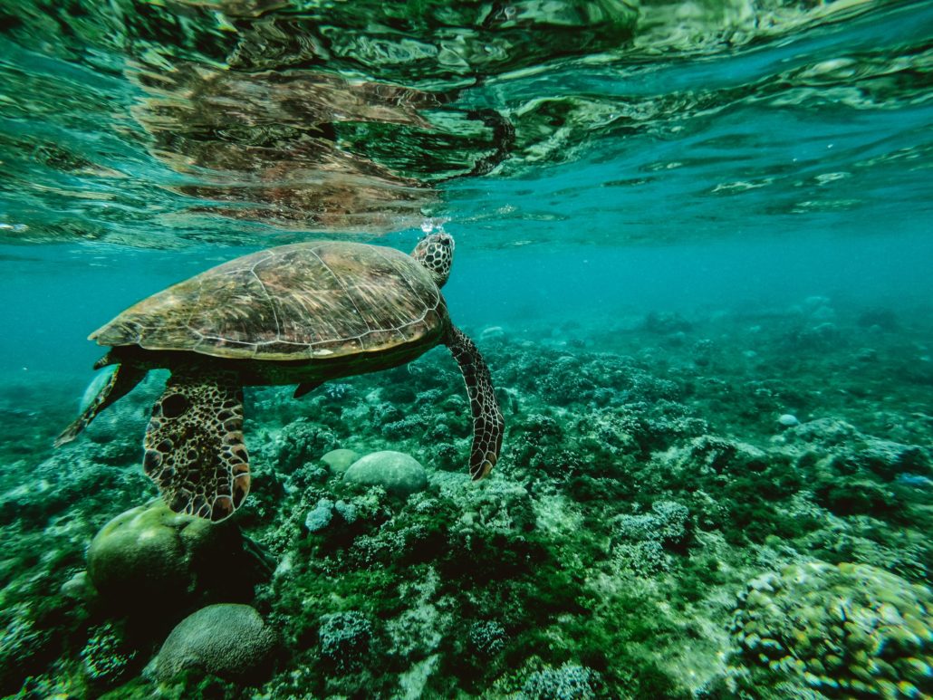 turtle in the clean ocean